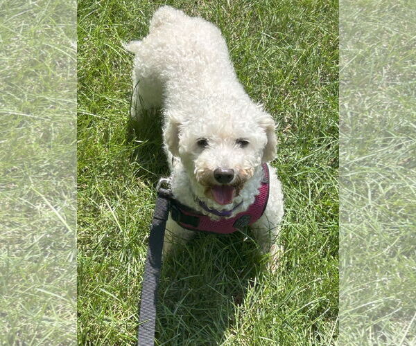 Medium Photo #5 Bichon Frise Puppy For Sale in Wheaton, IL, USA