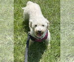 Small #4 Bichon Frise