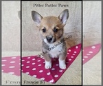 Puppy Francie Pembroke Welsh Corgi