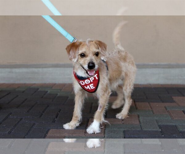 Medium Photo #4 Wapoo Puppy For Sale in Mission Viejo, CA, USA