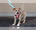 Small Photo #4 Wapoo Puppy For Sale in Mission Viejo, CA, USA