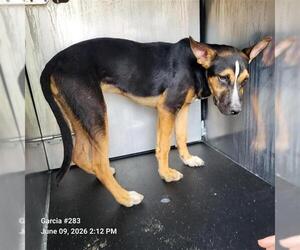 German Shepherd Dog-Unknown Mix Dogs for adoption in San Antonio, TX, USA