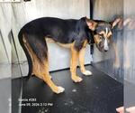 Small German Shepherd Dog Mix