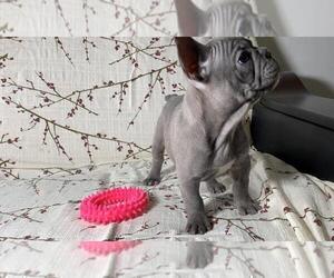 French Bulldog Puppy for sale in BROOKLYN, NY, USA