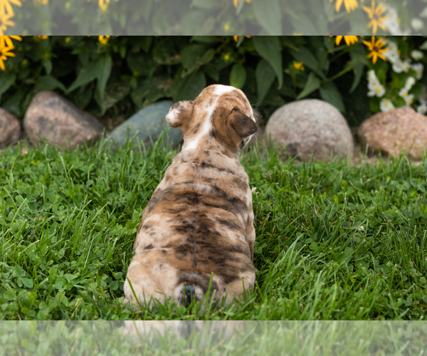 Medium Photo #7 English Bulldog Puppy For Sale in BOURBON, IN, USA