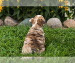 Small #6 English Bulldog