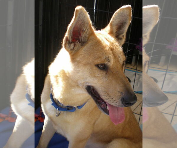Medium Photo #1 Carolina Dog Puppy For Sale in Oro Valley, AZ, USA