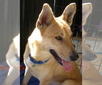 Small Carolina Dog