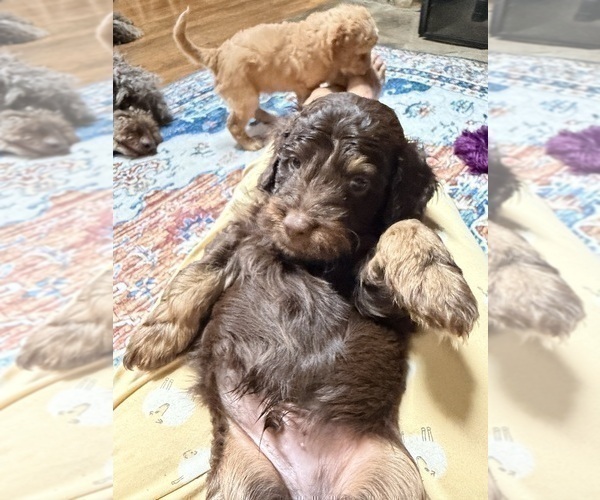 Medium Photo #12 Aussiedoodle Puppy For Sale in ASHEVILLE, NC, USA