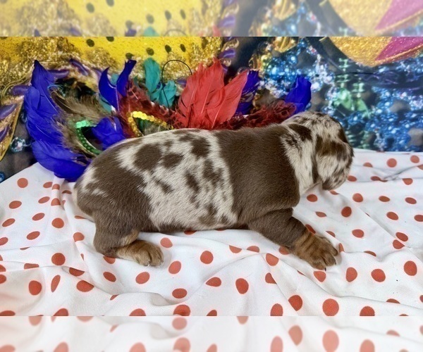Medium Photo #18 Dachshund Puppy For Sale in CASSVILLE, MO, USA