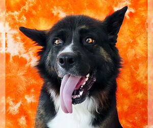 Mutt Dogs for adoption in Pasadena, CA, USA