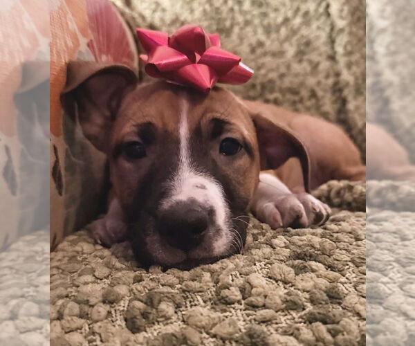 Medium Photo #3 Mutt Puppy For Sale in OKLAHOMA CITY, OK, USA