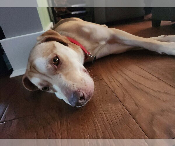 Medium Photo #3 Mutt Puppy For Sale in Springdale, PA, USA