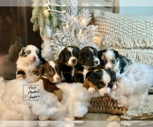 Miniature Australian Shepherd Puppy for Sale in MARYSVILLE, Indiana USA