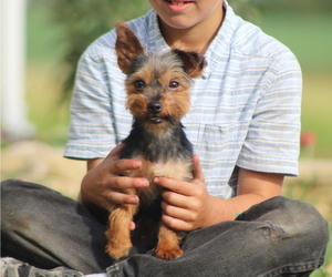 Father of the Yorkshire Terrier puppies born on 05/28/2022