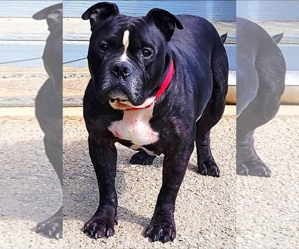 Medium Photo #2 American Bulldog-Unknown Mix Puppy For Sale in Calhoun, GA, USA