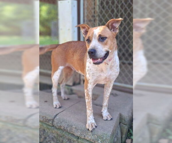Medium Photo #2 Red Heeler-Staffordshire Bull Terrier Mix Puppy For Sale in Mountain View, AR, USA