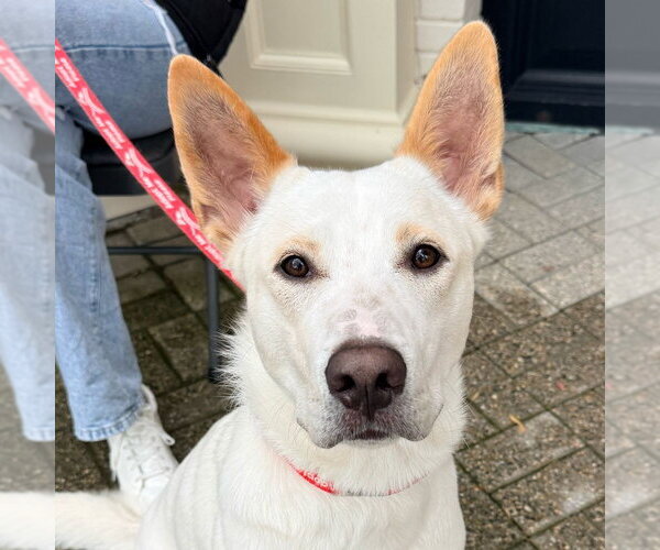 Medium Photo #5 Mutt Puppy For Sale in Canton, CT, USA