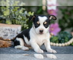 Puppy Teeny Chihuahua