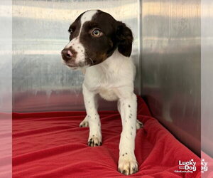 Star - Female Lab-Pointer Dog for Adoption - Photo #3