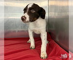 Small Photo #3 Lab-Pointer Puppy For Sale in Washington, DC, USA