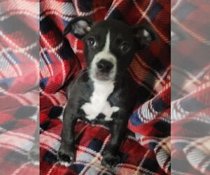 Boston Terrier-Unknown Mix Dogs for adoption in Bolivar, MO, USA