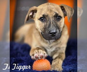 Tigger - Male American Staffordshire Terrier-Unknown Mix Dog for Adoption - Photo #2