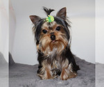 Image preview for Ad Listing. Nickname: AKC Yoda