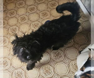 Poocan Dogs for adoption in Minneapolis, MN, USA