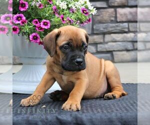 Bullmastiff Puppy for sale in NEW HOLLAND, PA, USA