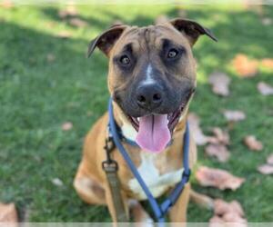 American Pit Bull Terrier Dogs for adoption in Martinez, CA, USA