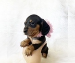 Small #4 Dachshund