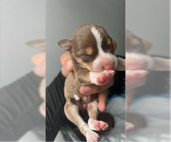 Medium Photo #1 Shepradors Puppy For Sale in Houston, TX, USA