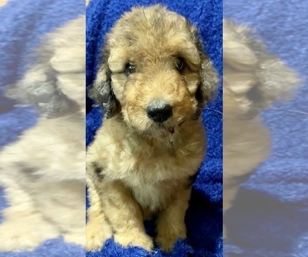 Medium Photo #1 Bernedoodle-Poodle (Standard) Mix Puppy For Sale in WASHINGTON, IA, USA
