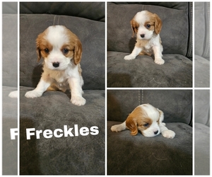 Cavalier King Charles Spaniel Puppy for sale in SAINT PETERSBURG, FL, USA