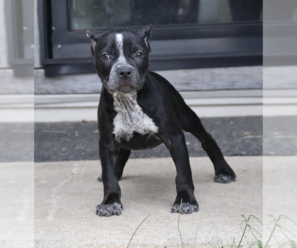 Medium Photo #2 American Bully Puppy For Sale in CHAMPAIGN, IL, USA