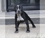 Small Photo #2 American Bully Puppy For Sale in CHAMPAIGN, IL, USA