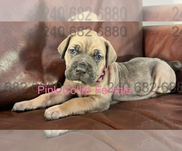Medium Photo #5 Cane Corso Puppy For Sale in DENTSVILLE, MD, USA