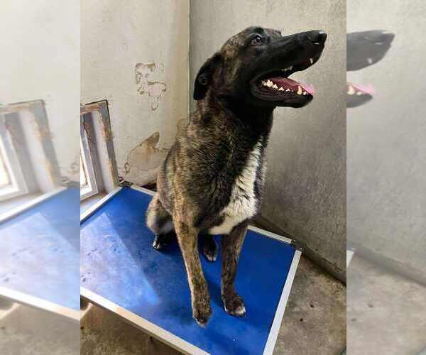 Medium Photo #7 Dutch Shepherd -Unknown Mix Puppy For Sale in Imlay City, MI, USA