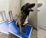 Small #6 Dutch Shepherd  Mix
