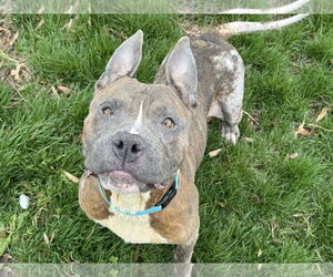 American Pit Bull Terrier-Unknown Mix Dogs for adoption in Millersville, MD, USA