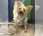 Small #1 Mutt