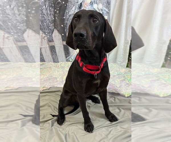 Medium Photo #1 German Shorthaired Pointer Puppy For Sale in Bryant, AR, USA