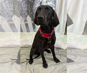 German Shorthaired Pointer Dogs for adoption in Bryant, AR, USA