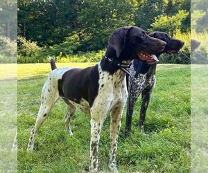 Mother of the German Shorthaired Pointer puppies born on 06/26/2025