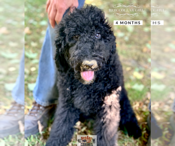 Medium Photo #5 Poodle (Standard) Puppy For Sale in PAW PAW, MI, USA