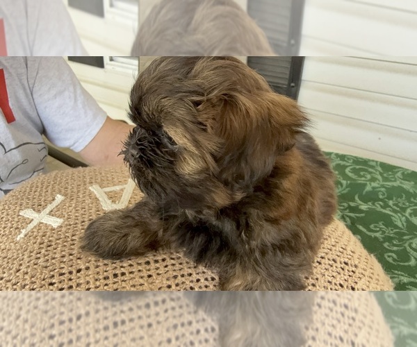 Medium Photo #5 Shih Tzu Puppy For Sale in CANTONMENT, FL, USA