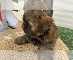 Small #4 Shih Tzu