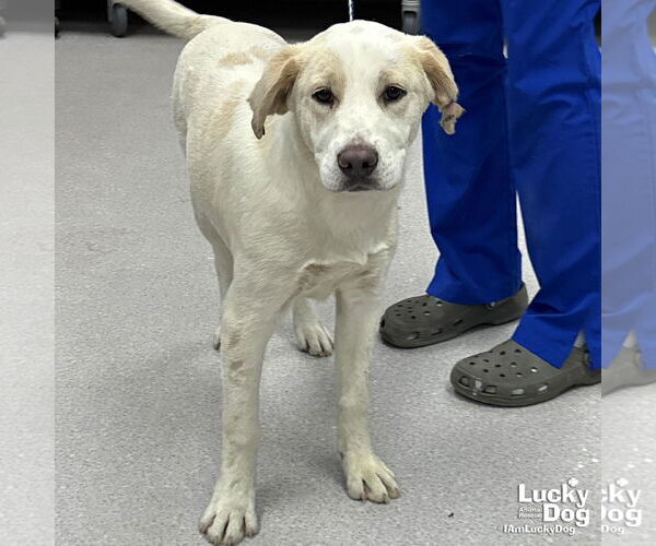 Medium Photo #2 Labrador Retriever-Unknown Mix Puppy For Sale in Washington, DC, USA