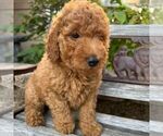 Puppy 6 Goldendoodle (Miniature)